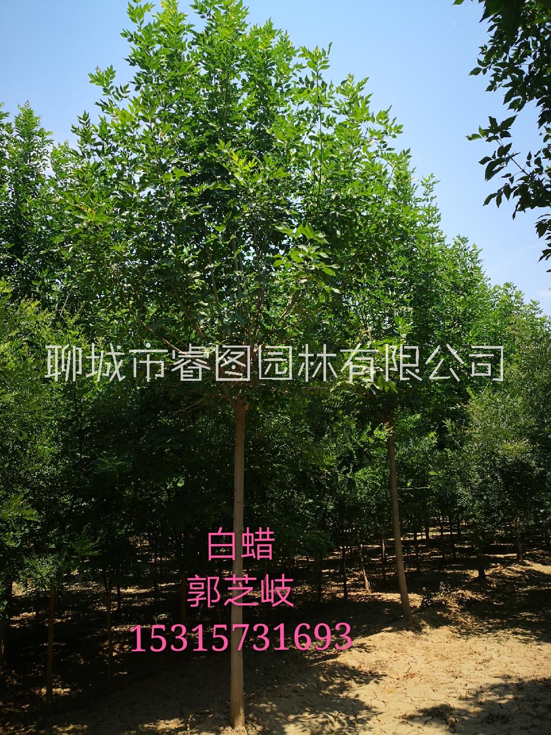 金葉白蠟圖片/金葉白蠟樣板圖 (2)