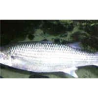 苗養(yǎng)殖圖片/苗養(yǎng)殖樣板圖 (4)