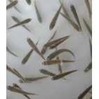 魚苗圖片/魚苗樣板圖 (1)