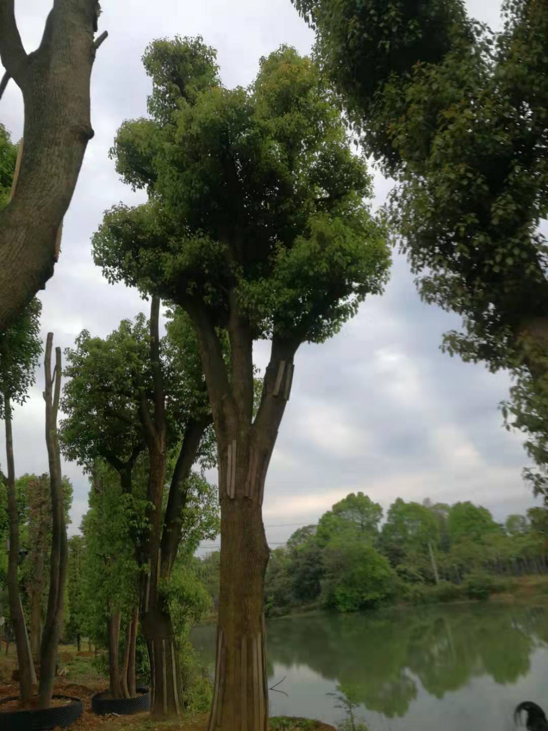 益阳市香樟树批发厂家香樟树批发|湖南香樟树基地|湖南香樟树价格|湖南香樟树报价