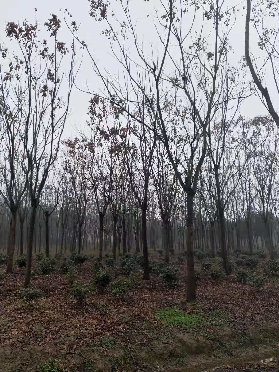欒樹基地圖片/欒樹基地樣板圖 (1)