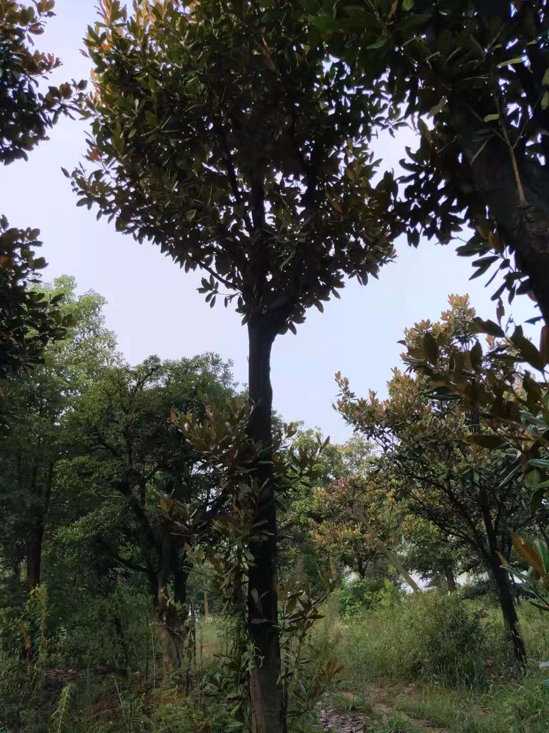 益阳广玉兰树种植基地直销价格-广玉兰怎么卖-报价