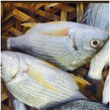 廣東湛江黃腳立魚養(yǎng)殖基地圖片/廣東湛江黃腳立魚養(yǎng)殖基地樣板圖 (4)