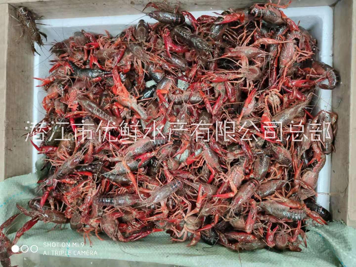 小龍蝦圖片/小龍蝦樣板圖 (3)