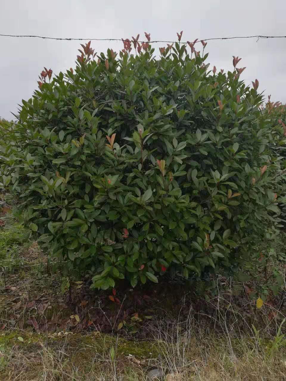 廣西紅葉石楠種植基地-【郴州佳苗綠化草皮苗木專業(yè)合作社】