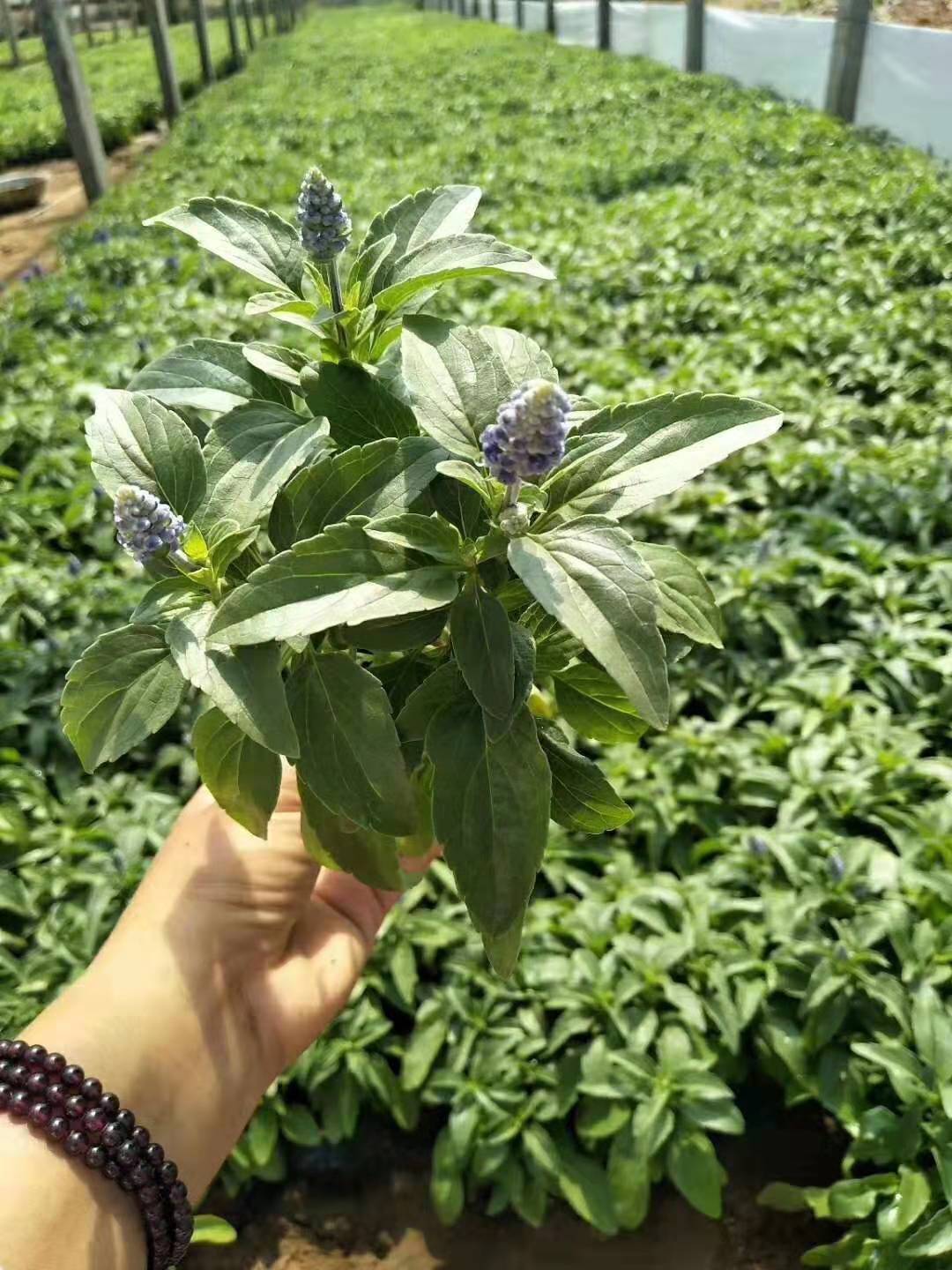 潍坊市鼠尾草厂家北京批发鼠尾草花海基地/盆栽直销价格