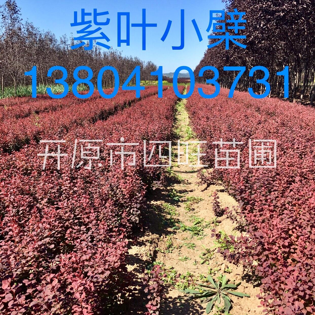 紅葉小檗 紫葉小檗圖片