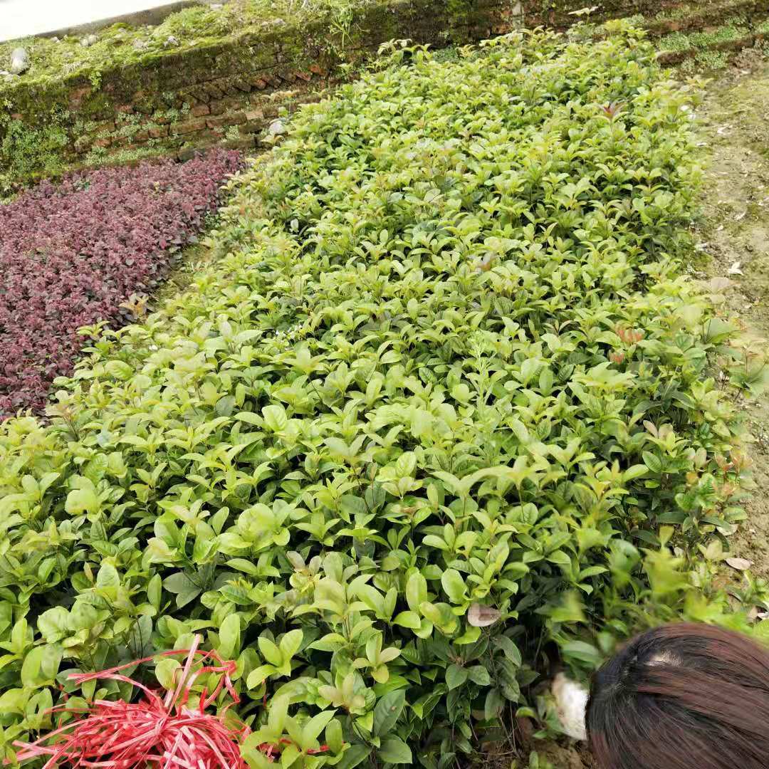 四季桂小苗圖片