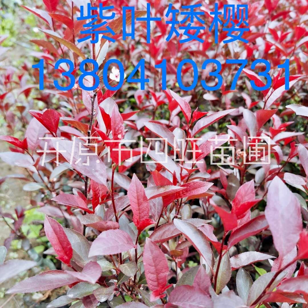 紫葉矮櫻圖片/紫葉矮櫻樣板圖 (3)