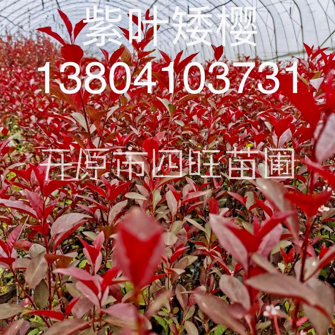 紫葉矮櫻圖片/紫葉矮櫻樣板圖 (1)