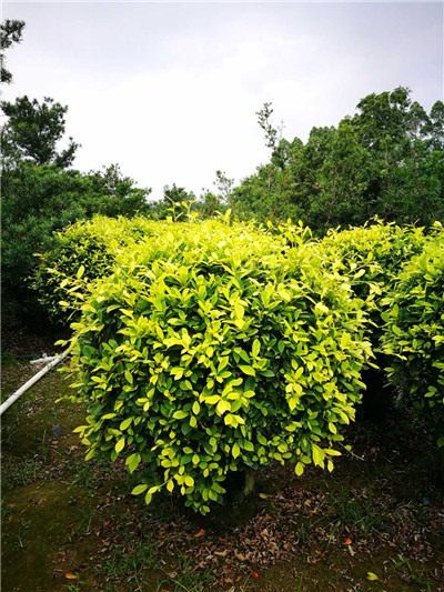 福建黃心榕種苗種植基地直銷 歡迎來電咨詢15059228086