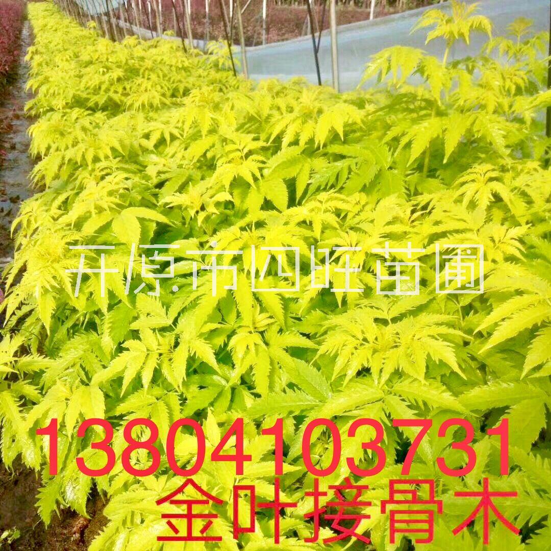 接骨木圖片/接骨木樣板圖 (3)