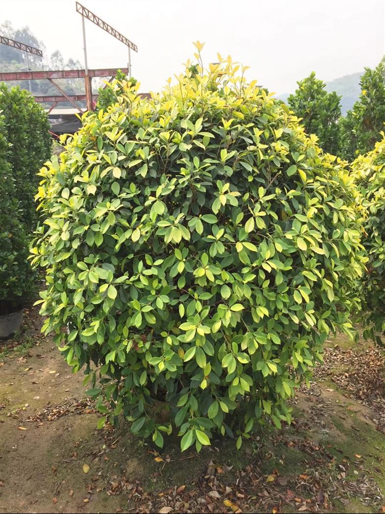 黃心榕圖片/黃心榕樣板圖 (2)