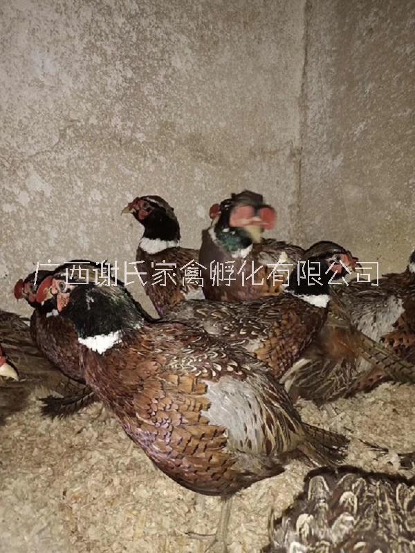 孔雀苗圖片/孔雀苗樣板圖 (4)
