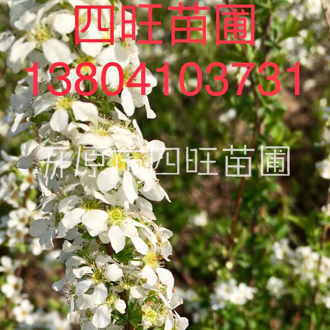 珍珠繡線菊圖片/珍珠繡線菊樣板圖 (2)