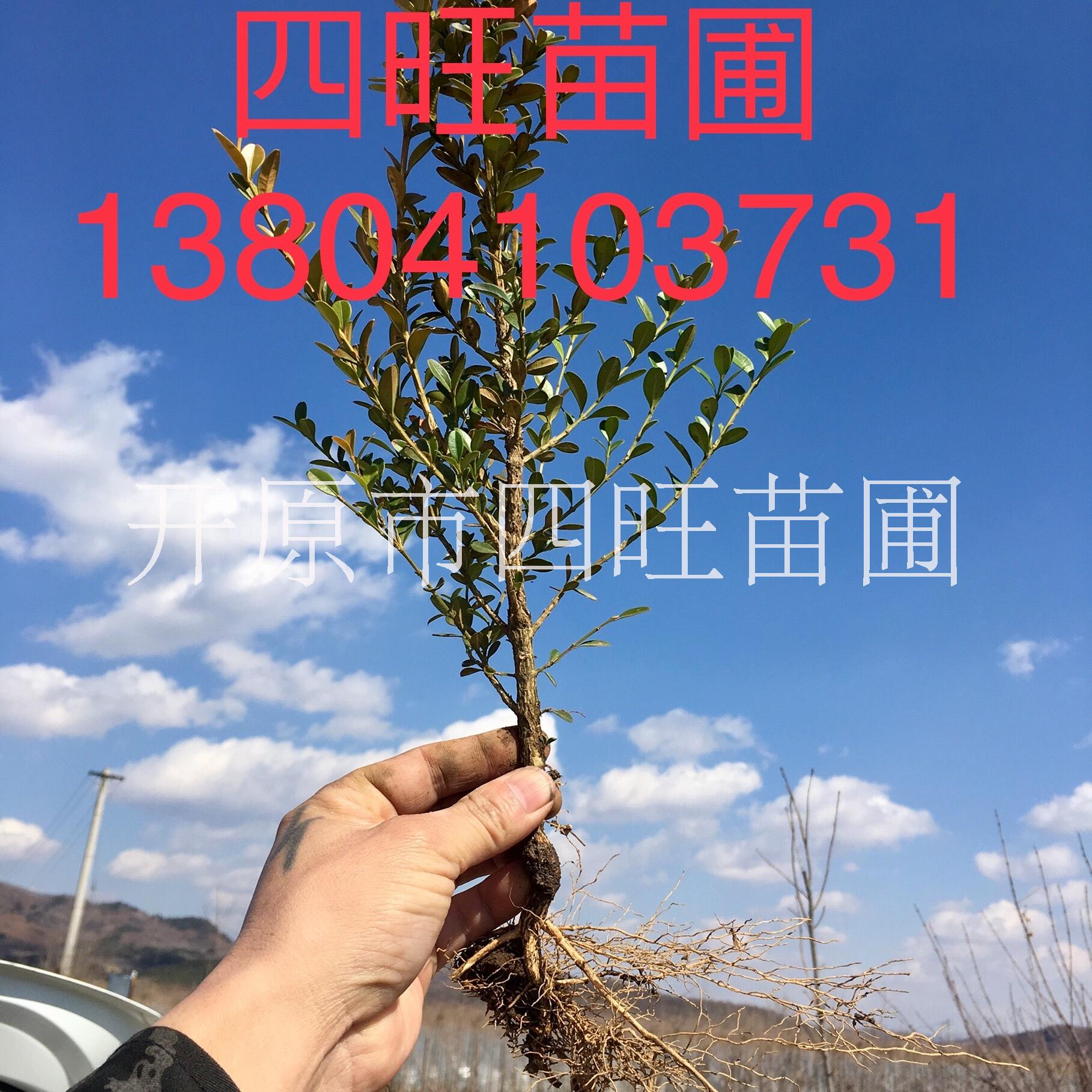 黃楊圖片/黃楊樣板圖 (1)