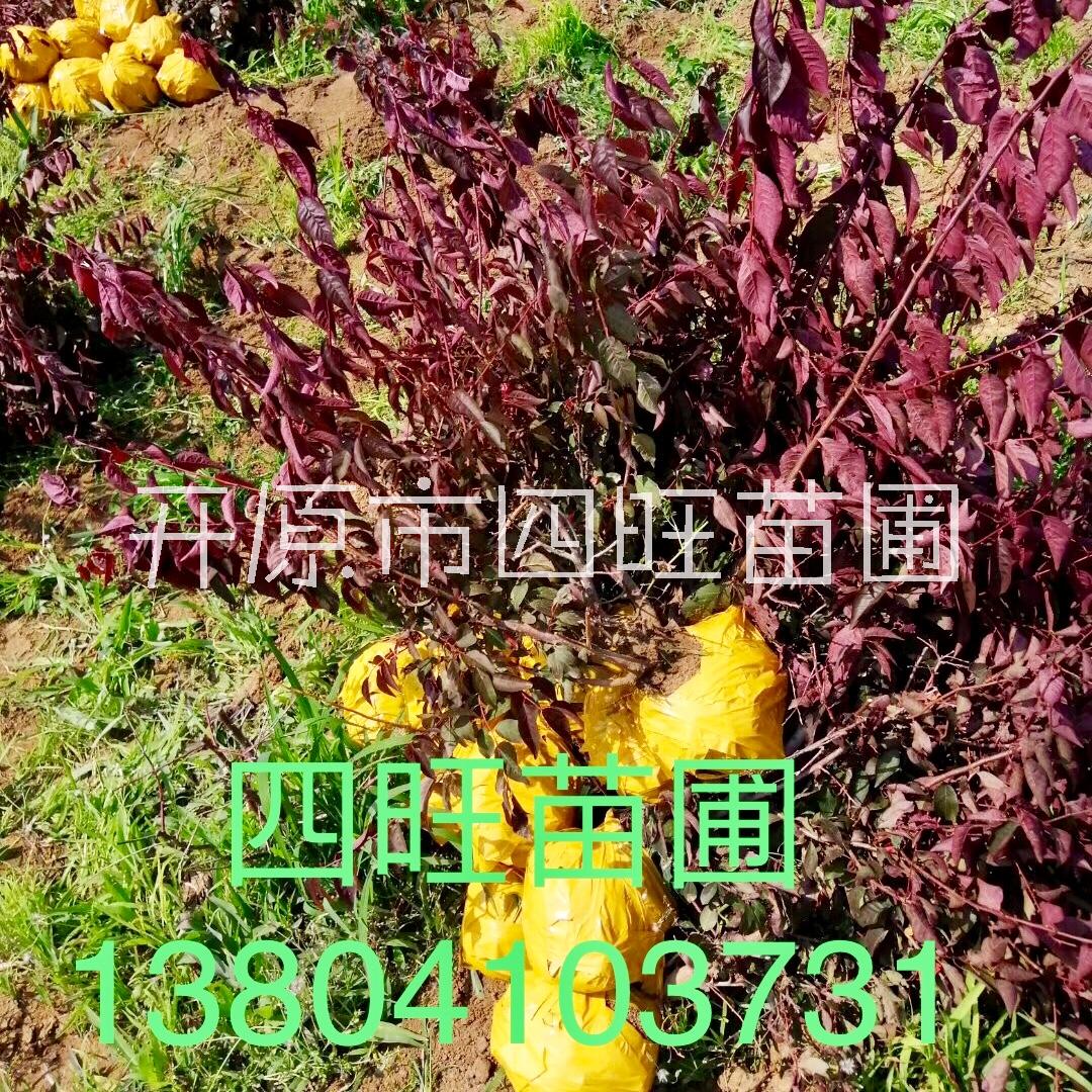 東北遼寧四旺苗圃直銷 密枝紅葉李 紫葉李大樹綠籬苗扦插小苗價(jià)格合理規(guī)格齊全