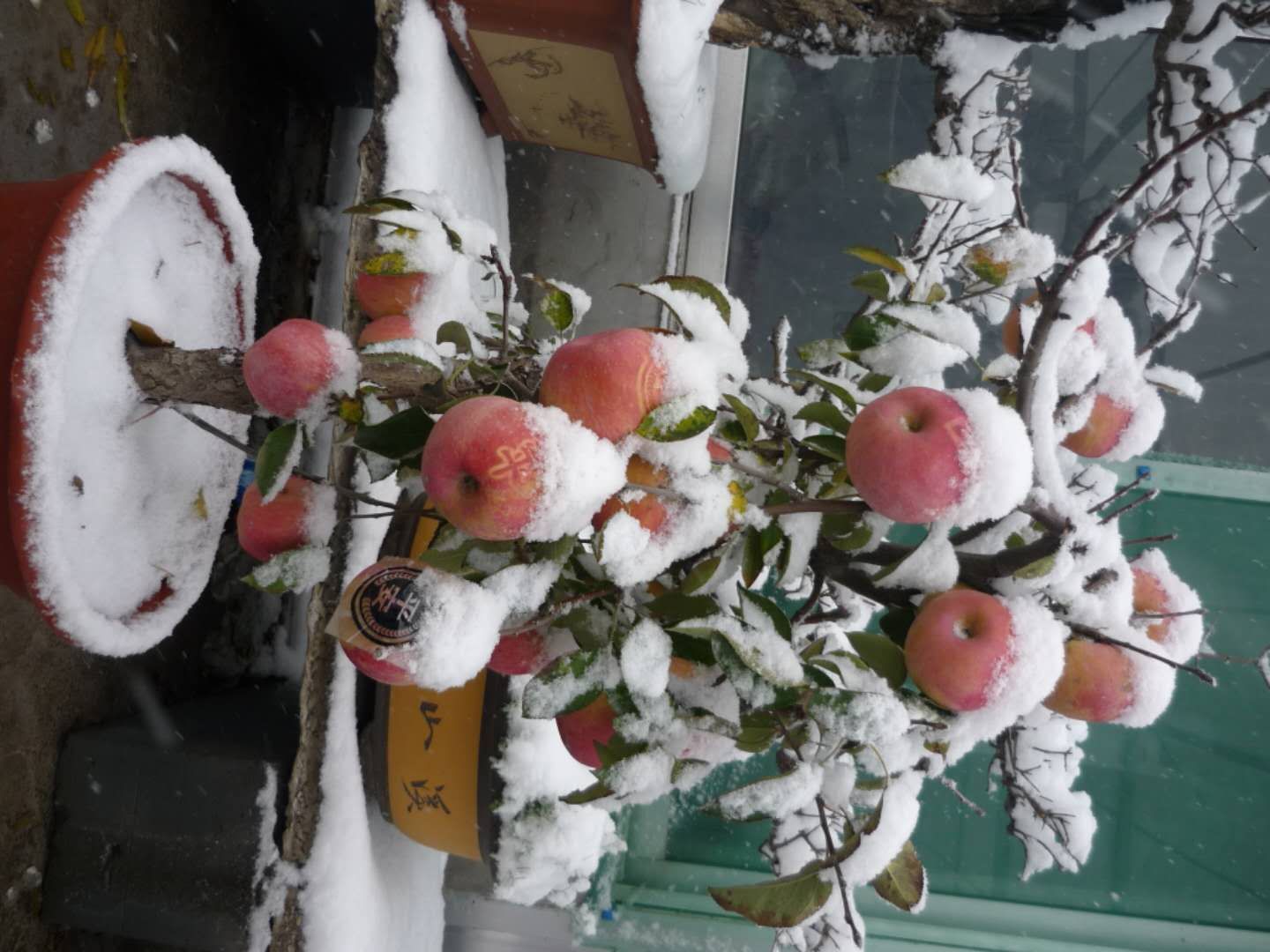 雪梨盆景圖片/雪梨盆景樣板圖 (2)