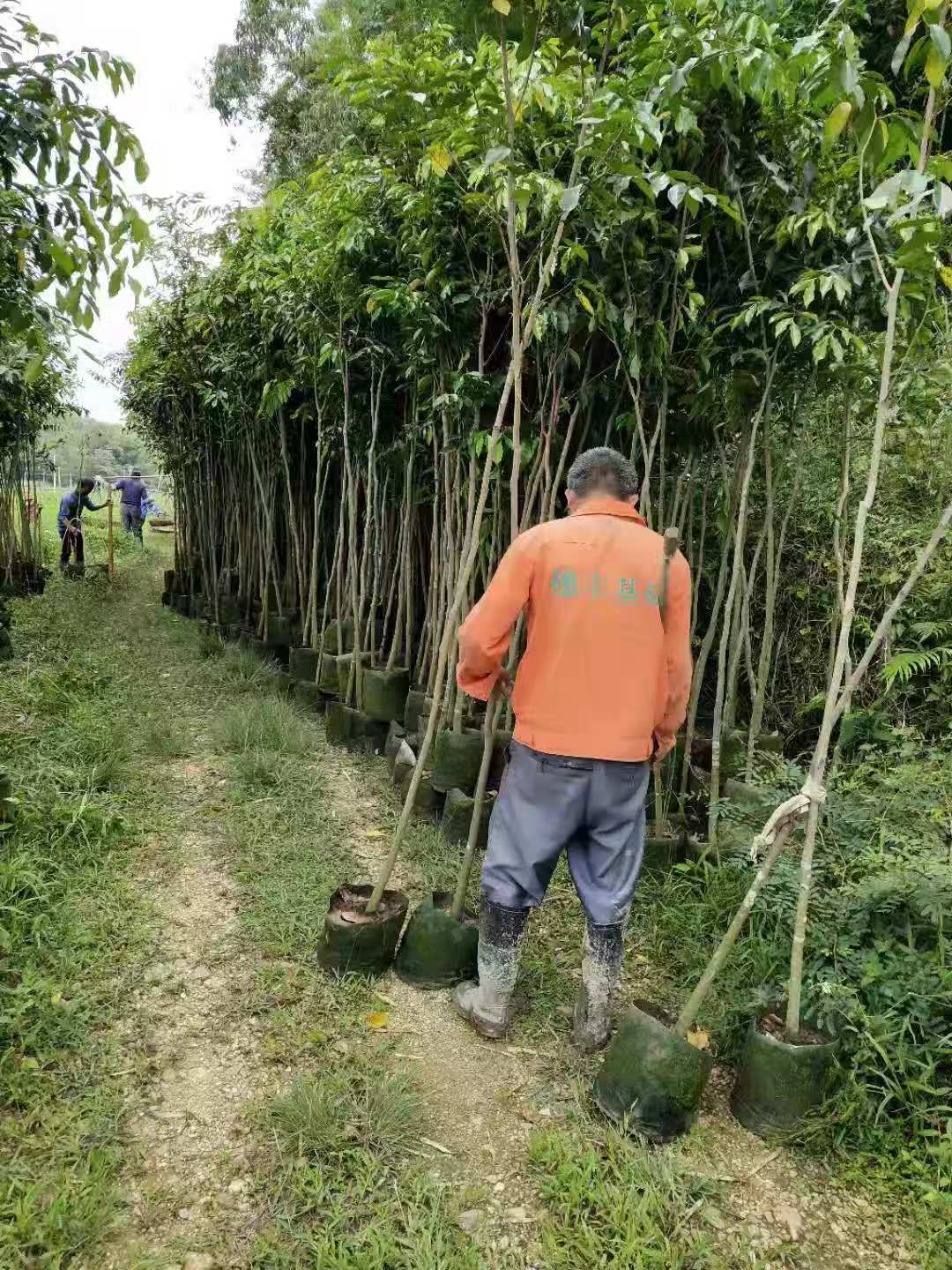 廣西沉香大袋苗 廣西沉香大袋苗基地 廣西沉香大袋苗批發(fā) 廣西沉香樹苗 廣西沉香3公分大袋苗 廣西沉香5公分大袋苗