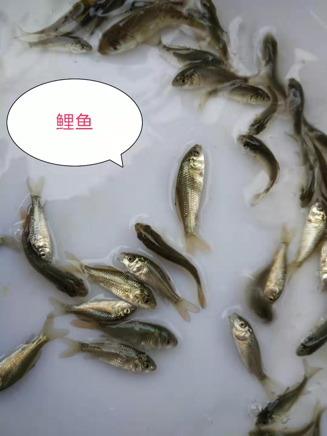 鯉魚苗圖片/鯉魚苗樣板圖 (1)