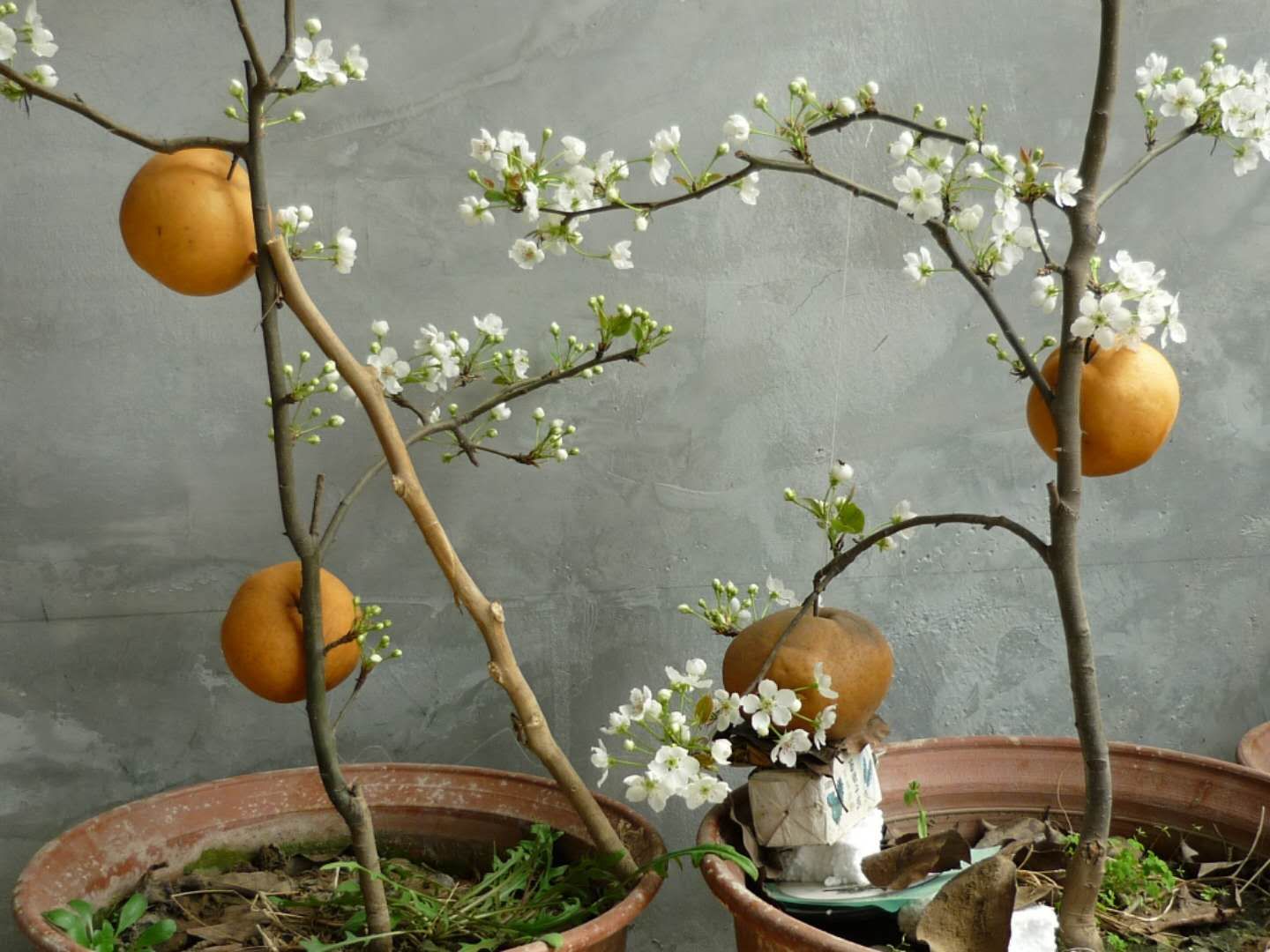 雪梨樹(shù)苗種植基地、價(jià)錢(qián)、報(bào)價(jià)【淄博臨淄冰山雪梨種植專(zhuān)業(yè)合作社】