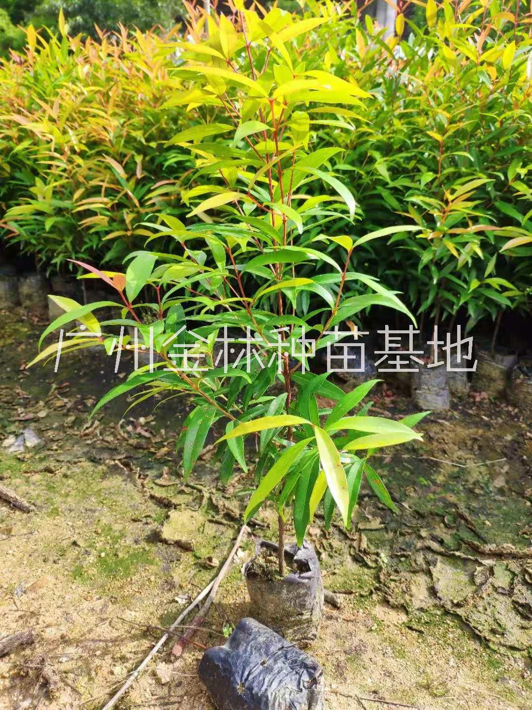供應紅車種苗10-80公分高 廣東紅車種苗基地直銷量大批發(fā)價格* 紅車種苗