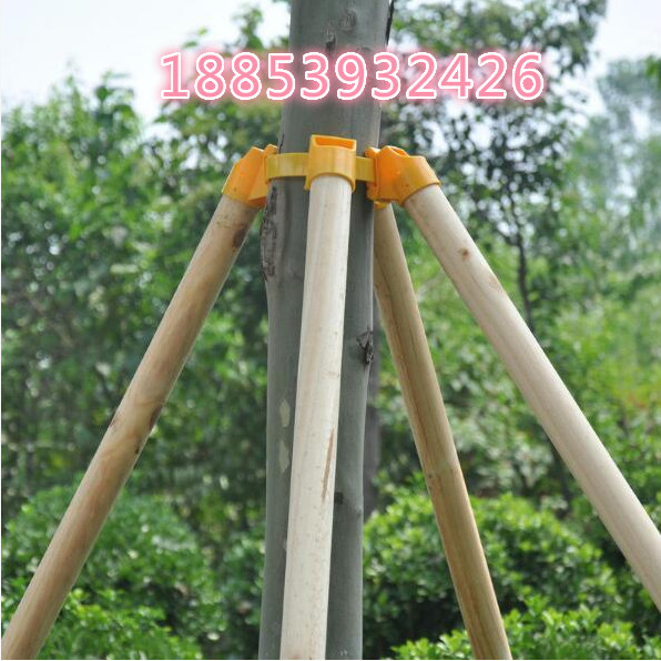 園林必備楊木綠化桿圖片/園林必備楊木綠化桿樣板圖 (1)