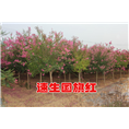百日紅圖片/百日紅樣板圖 (4)