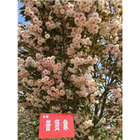 山東櫻花批發(fā)圖片