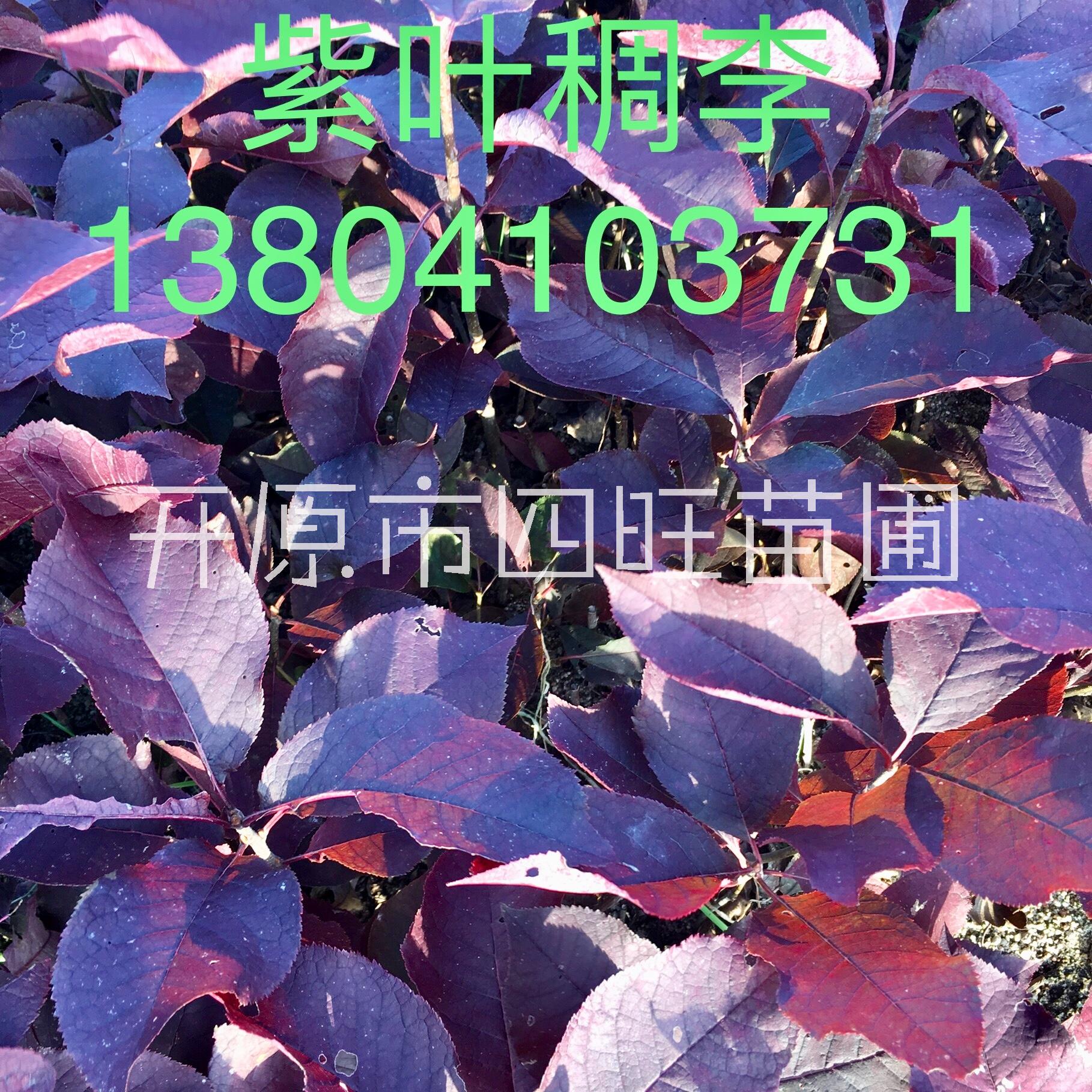 遼寧東北直銷(xiāo)紅葉李紫葉稠李1--8公分行道樹(shù)扦插小苗*惠