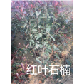 山東紅葉石楠圖片