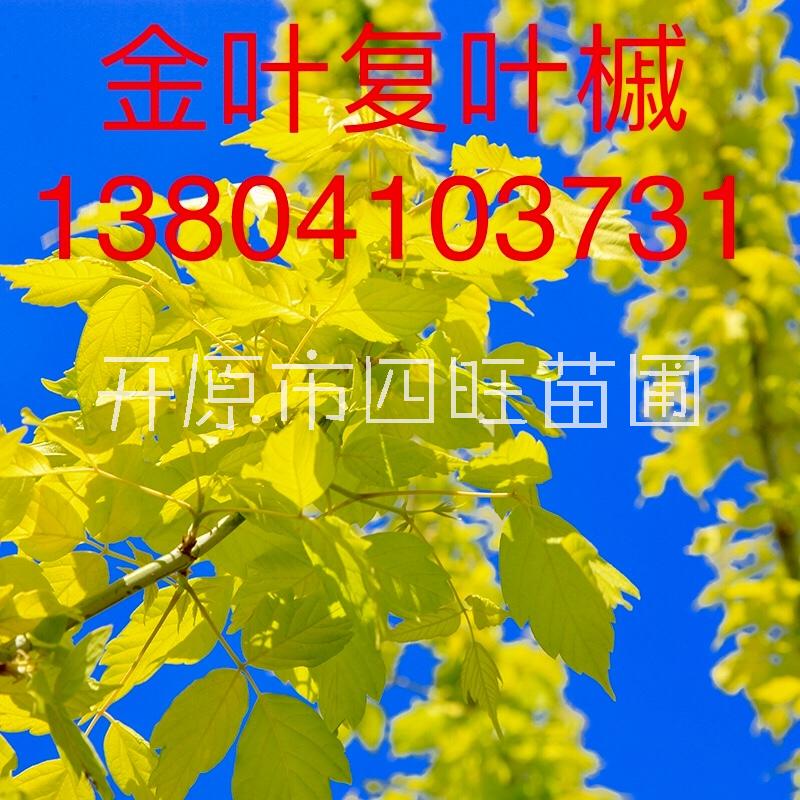 糖槭樹圖片/糖槭樹樣板圖 (3)