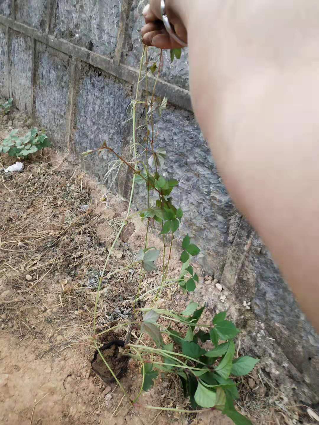 爬山虎圖片/爬山虎樣板圖 (2)