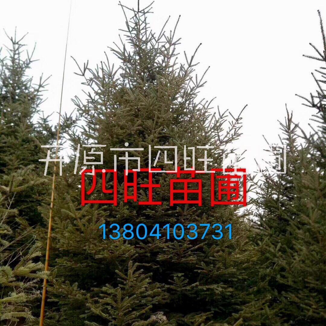 遼寧吉林東北供應 云杉 1--8米青芊密枝紅皮價格合理量大優(yōu)惠