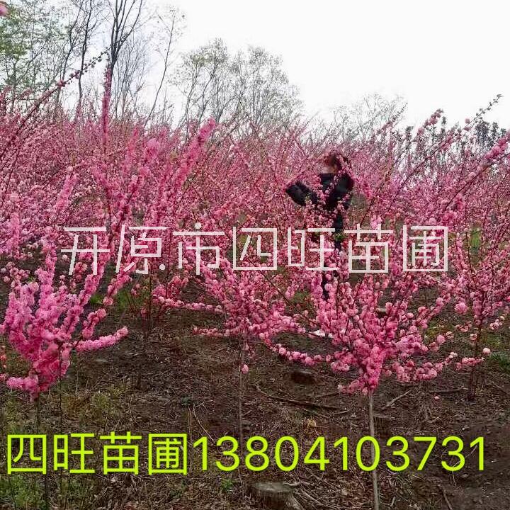 紅花麥李圖片/紅花麥李樣板圖 (4)