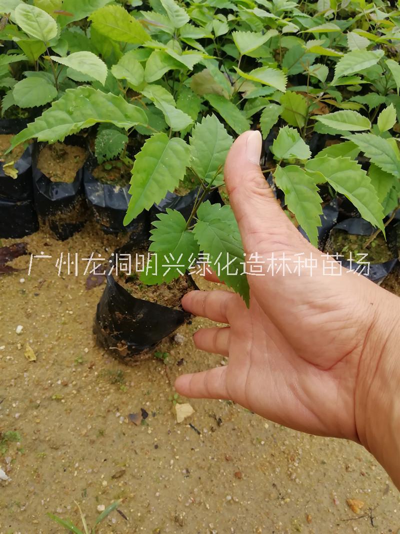 紫花楓鈴圖片/紫花楓鈴樣板圖 (2)