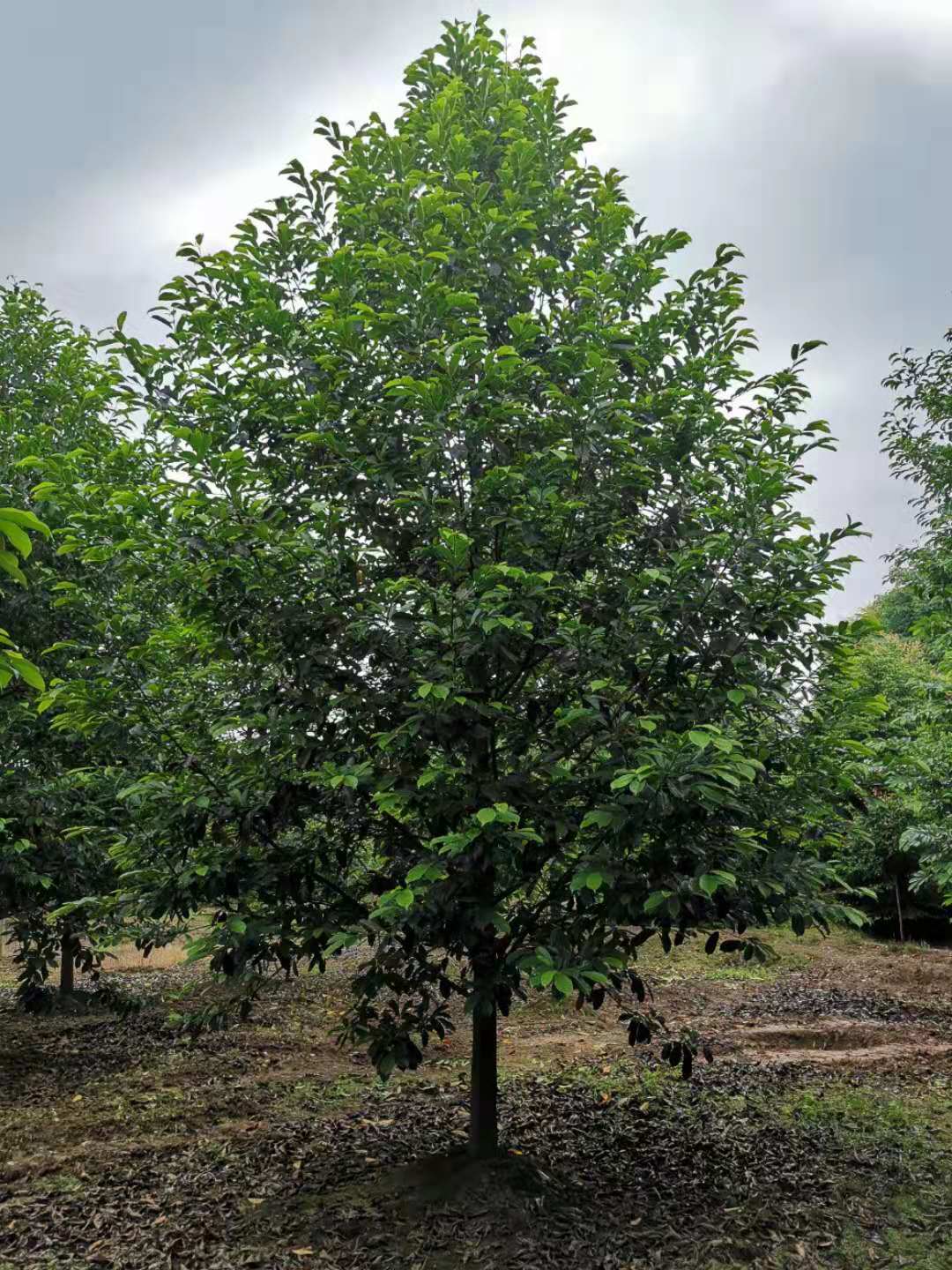 樂昌含笑圖片/樂昌含笑樣板圖 (2)