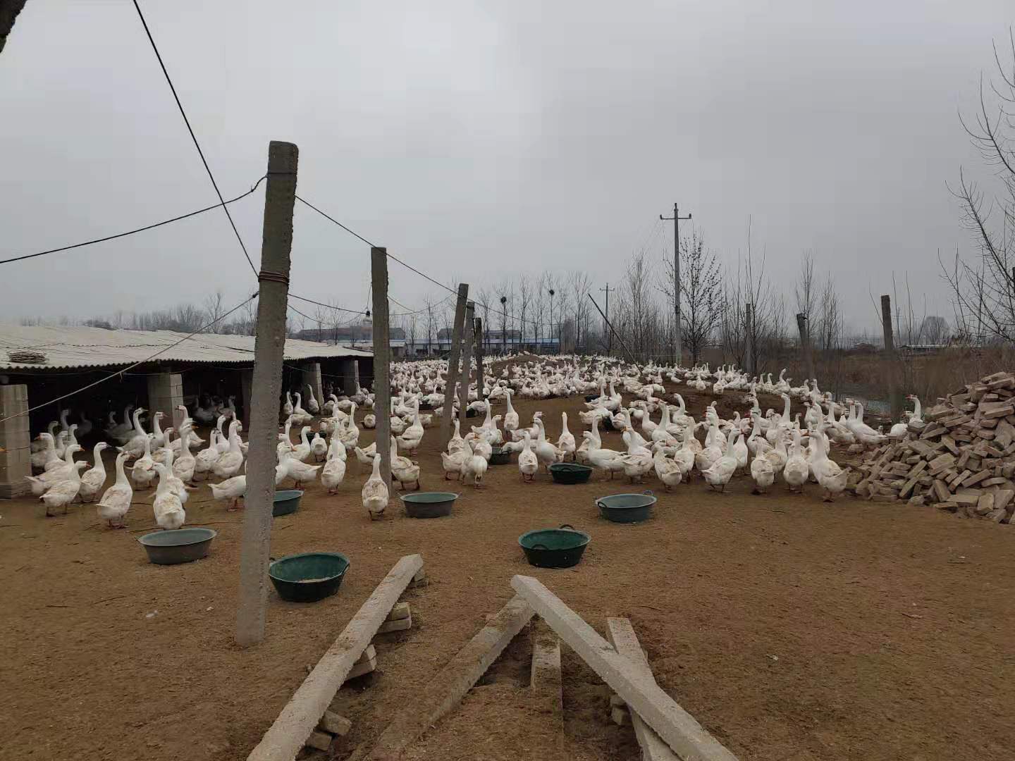 贵州三花鹅苗批发价/贵州三花鹅苗纯种大三花鹅苗厂家 鹅苗养殖技术厂家图片