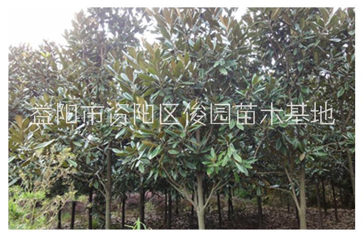 廣玉蘭樹圖片/廣玉蘭樹樣板圖 (1)