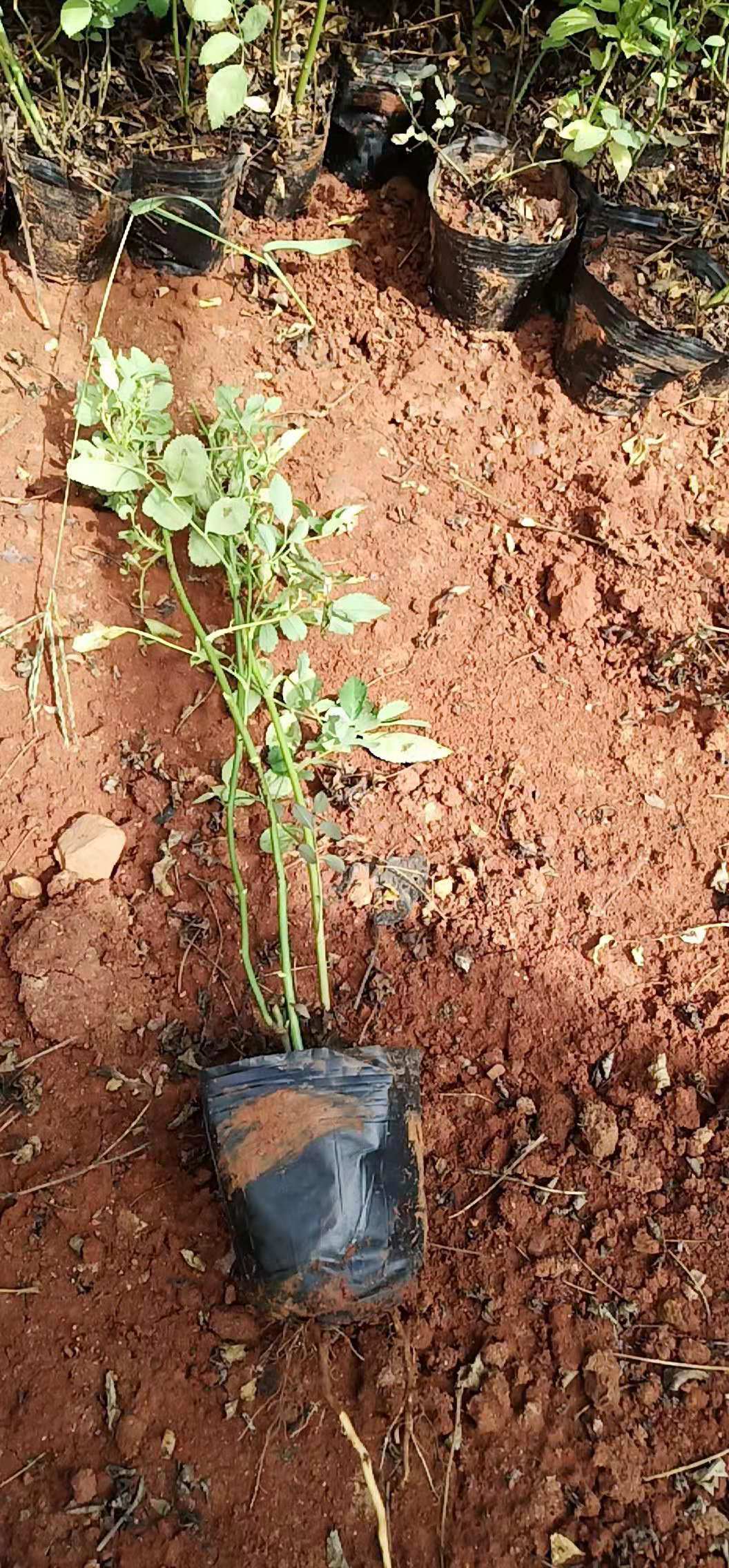 风花月季小杯苗。云南风花月季种植基地。云南风花月季批发价格