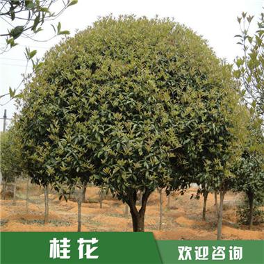 桂花圖片/桂花樣板圖 (2)