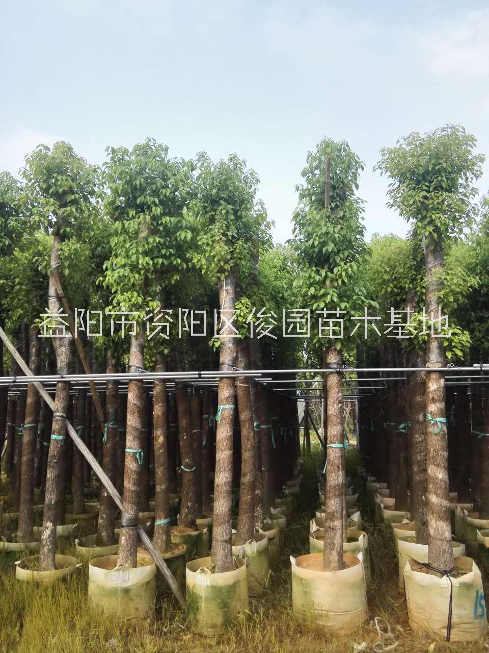 香樟樹圖片/香樟樹樣板圖 (2)