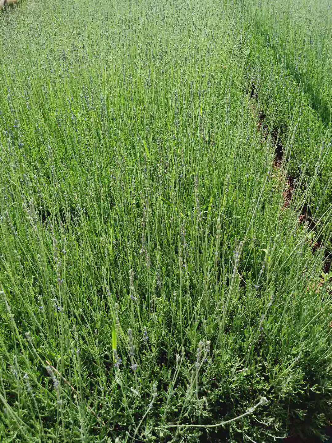 薰衣草小杯苗  云南熏衣草種植基地  熏衣草批發(fā)價(jià)格