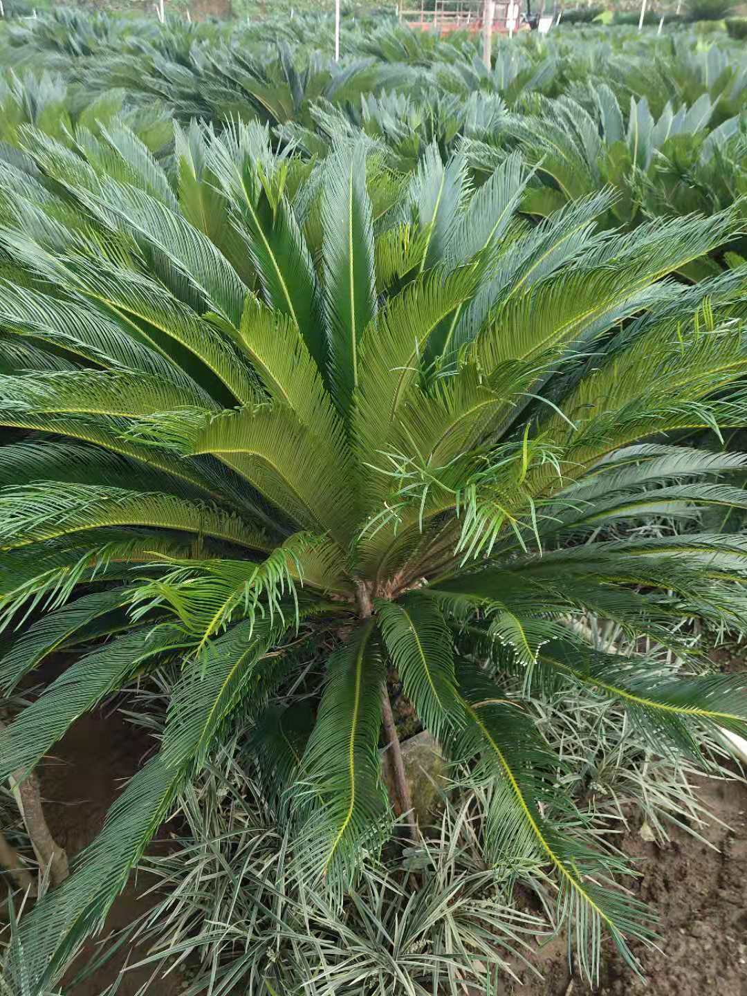 廣西蘇鐵球苗種植基地-【廣西桂林飛鷹苗木基地】