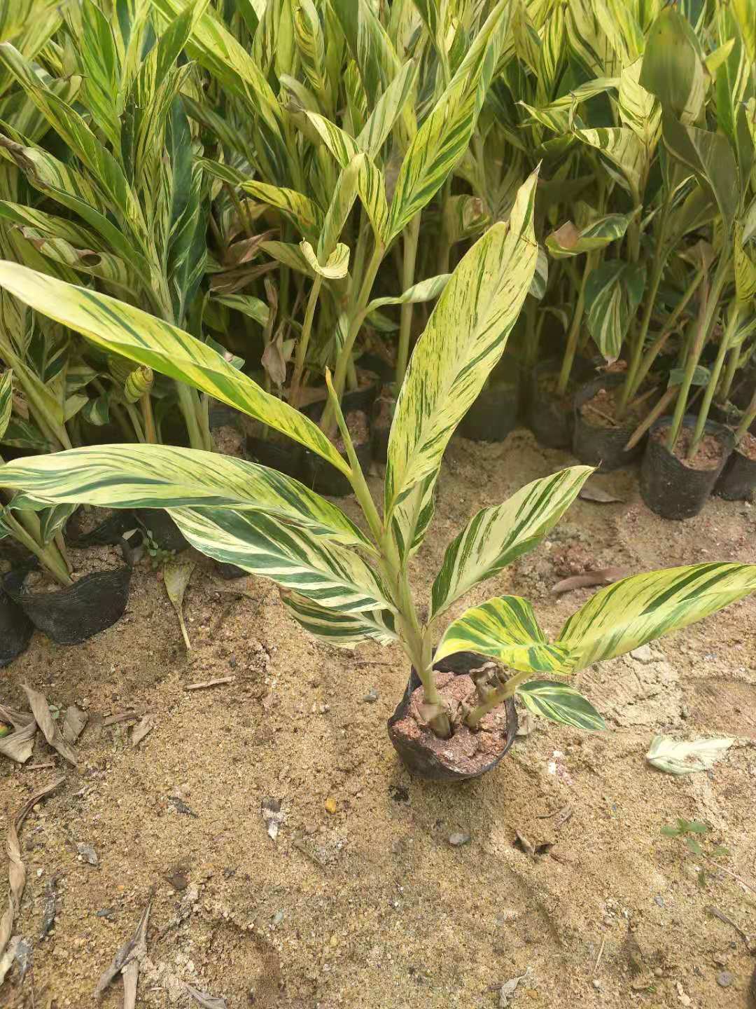 廣西花葉良姜種植基地-廣西花葉良姜苗批發(fā)價(jià)格【廣西陽朔飛鷹苗木基地】