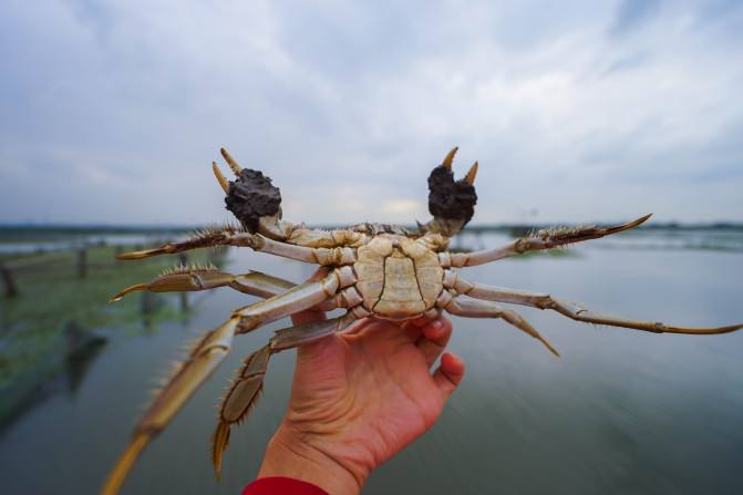 阳澄湖中华绒螯蟹厂家大闸蟹直销 深圳厂家正宗大闸蟹  大闸蟹多少钱 大闸蟹专卖 阳澄湖中华绒螯蟹厂家