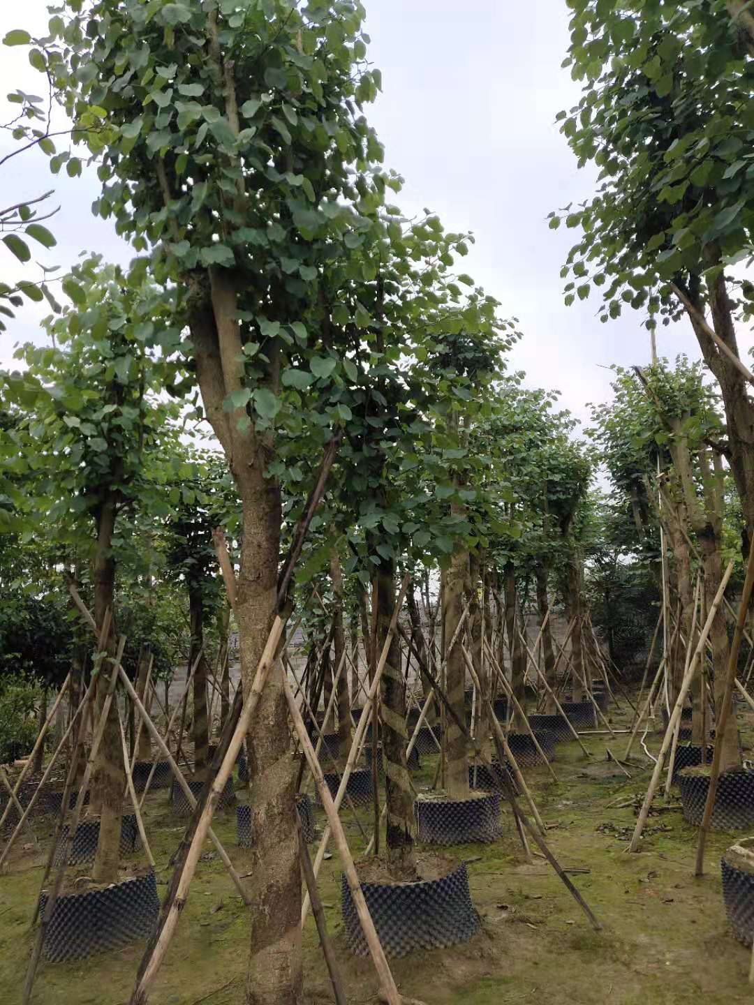 廣西紫荊樹(shù)種植基地-廣西紫荊樹(shù)批發(fā)價(jià)格【廣西陽(yáng)朔飛鷹苗木基地】