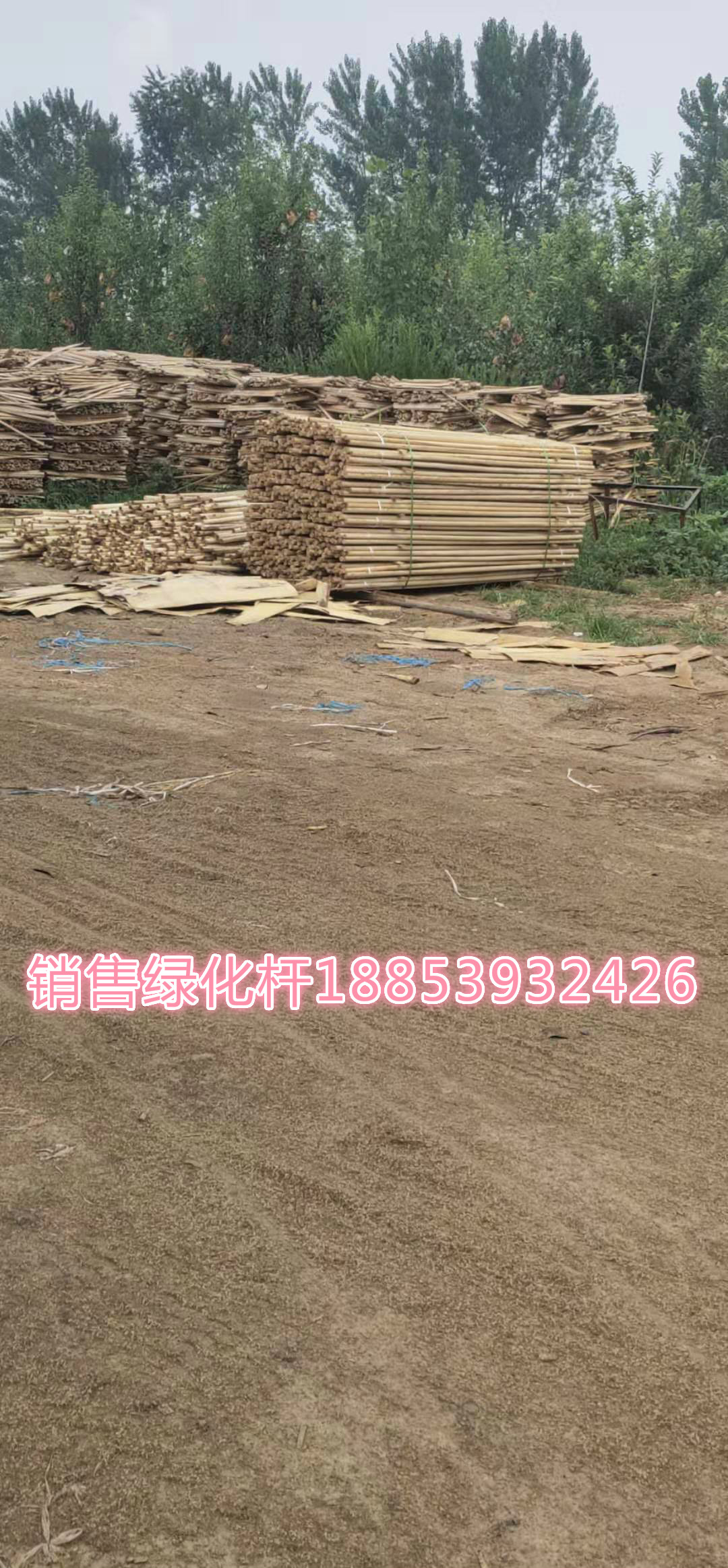 長期發(fā)車各種型號楊木綠化桿圖片/長期發(fā)車各種型號楊木綠化桿樣板圖 (1)