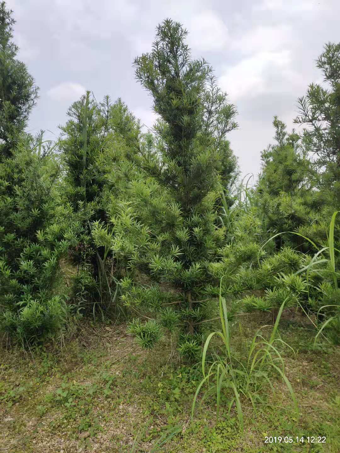 廣西羅漢松種植基地-廣西桂林羅漢松批發(fā)價(jià)格表【廣西陽(yáng)朔飛鷹苗木基地】