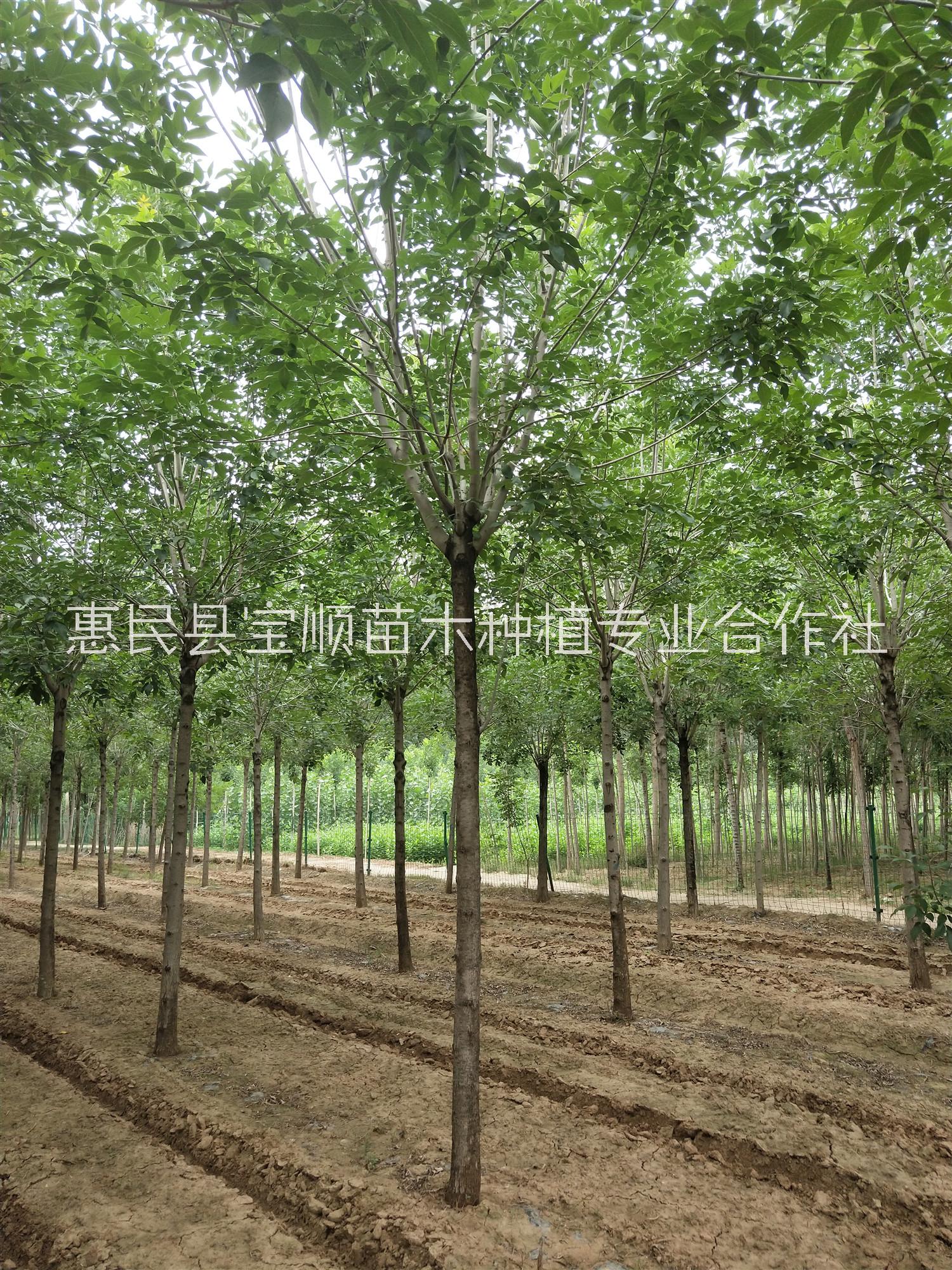 白蠟國(guó)槐圖片/白蠟國(guó)槐樣板圖 (3)